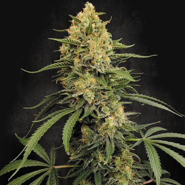 Zesty Bliss (Paradise Seeds) Feminizada