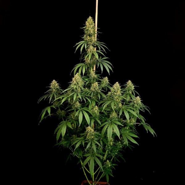 Zesty Bliss (Paradise Seeds) Feminizada