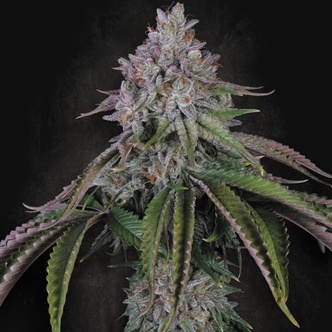 Velvet Mist (Paradise Seeds) feminized