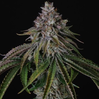 Velvet Mist (Paradise Seeds) Feminizada