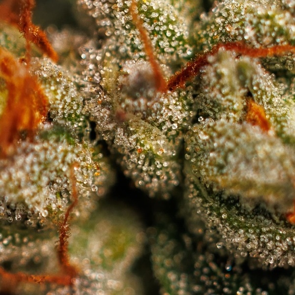 Velvet Mist (Paradise Seeds) Feminizada