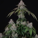 Velvet Mist (Paradise Seeds) Feminizada