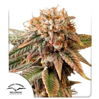 Auto Kingston Punch (Dutch Passion) Feminizada