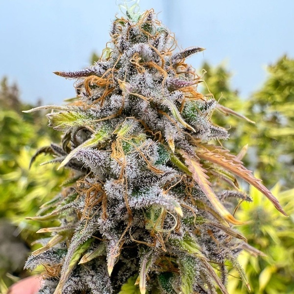 Auto Kingston Punch (Dutch Passion) Feminizada