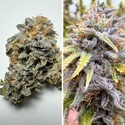 Auto Kingston Punch (Dutch Passion) Feminizada