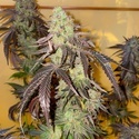 Kingston Punch (Dutch Passion) Feminizada