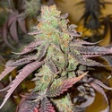 Kingston Punch (Dutch Passion) Feminizada