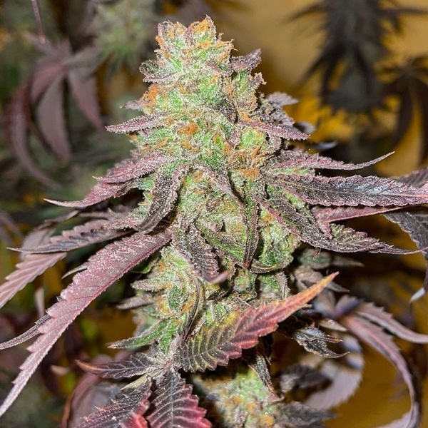 Kingston Punch (Dutch Passion) Feminizada