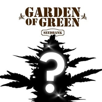 Semilla Misteriosa CBD 1 (Garden of Green)