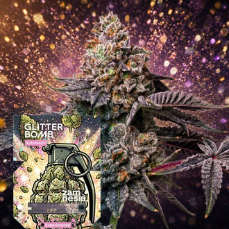 Glitter Bomb Auto (Zamnesia Seeds) Feminizada