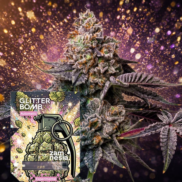 Glitter Bomb Auto (Zamnesia Seeds) Feminizada