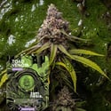 Toad Venom Auto (Zamnesia Seeds) Feminizada