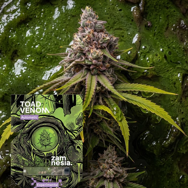 Toad Venom Auto (Zamnesia Seeds) Feminizada