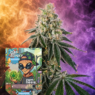 Cap Junky Auto (Zamnesia Seeds) Feminizada
