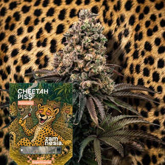 Cheetah Piss Auto (Zamnesia Seeds) Feminizada