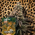Cheetah Piss Auto (Zamnesia Seeds) Feminizada