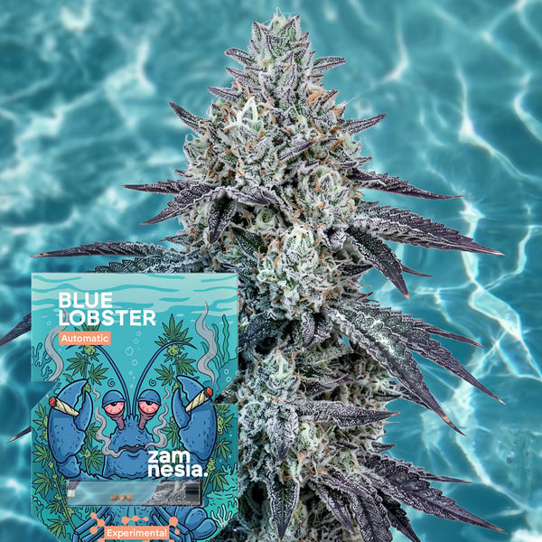 Blue Lobster Auto (Zamnesia Seeds) Feminizada