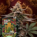 Khalifa Kush Auto (Zamnesia Seeds) Feminizada