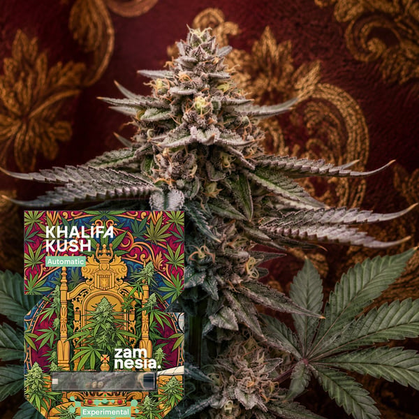 Khalifa Kush Auto (Zamnesia Seeds) Feminizada