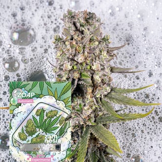 Zoap Auto (Zamnesia Seeds) Feminizada