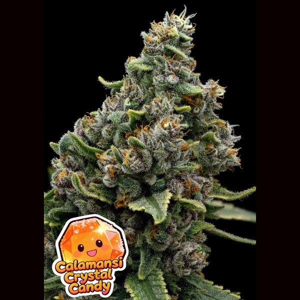 Calamansi Crystal Candy (Anesia Seeds) Feminizada