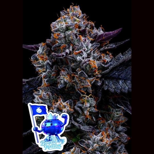 Free Blueberry Nation (Anesia Seeds) Feminizada