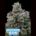 Hollywood Rain (Anesia Seeds) Feminizada