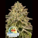 Iced Lemon Watermelon (Anesia Seeds) Feminizada