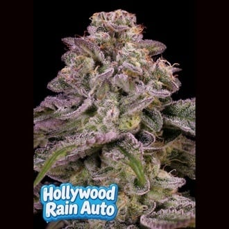 Hollywood Rain Auto (Anesia Seeds) Feminizada
