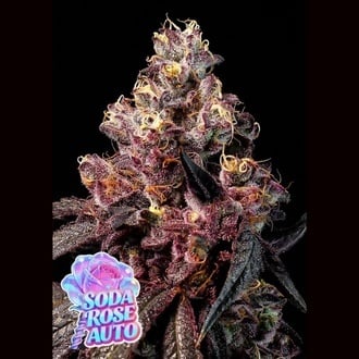 Soda Rose Auto (Anesia Seeds) Feminizada