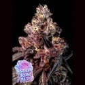 Soda Rose Auto (Anesia Seeds) Feminizada