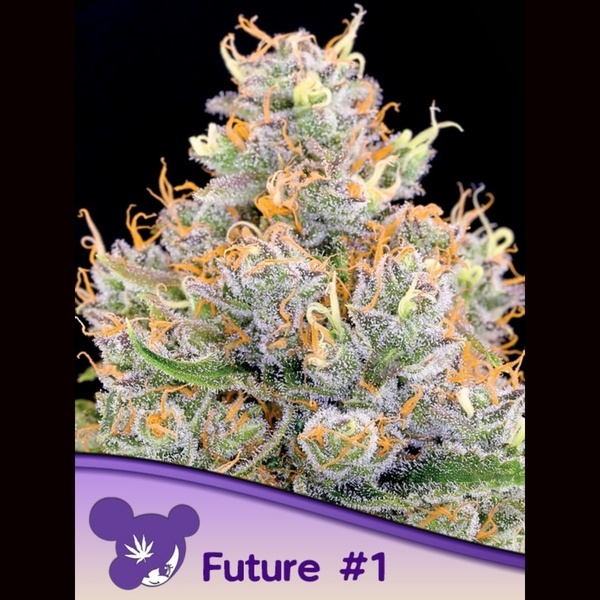 Future 1 (Anesia Seeds) Feminizada