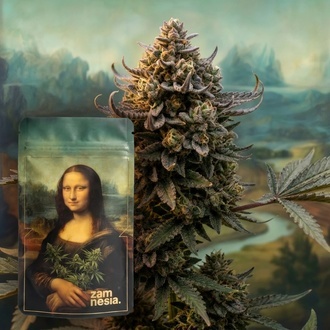 Lisa's Secret (Zamnesia Seeds) Feminizada