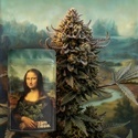 Lisa's Secret (Zamnesia Seeds) Feminizada