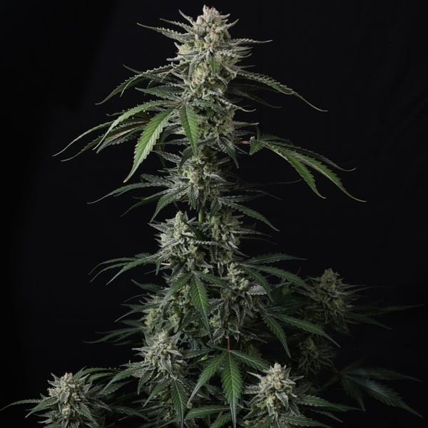 Banana Guava Auto (Fast Buds) Feminizada