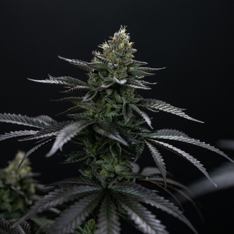 Biscotti Gelato (Fast Buds) Feminizada