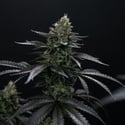 Biscotti Gelato (Fast Buds) Feminizada