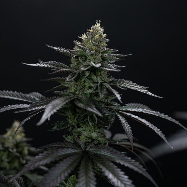 Biscotti Gelato (Fast Buds) Feminizada