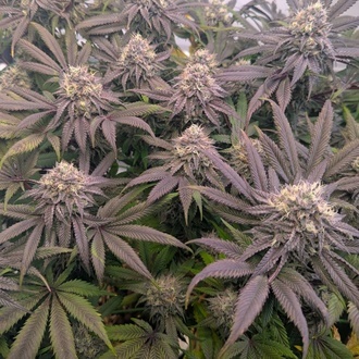 Biscotti Gelato (Fast Buds) Feminizada