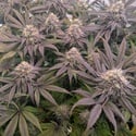 Biscotti Gelato (Fast Buds) Feminizada