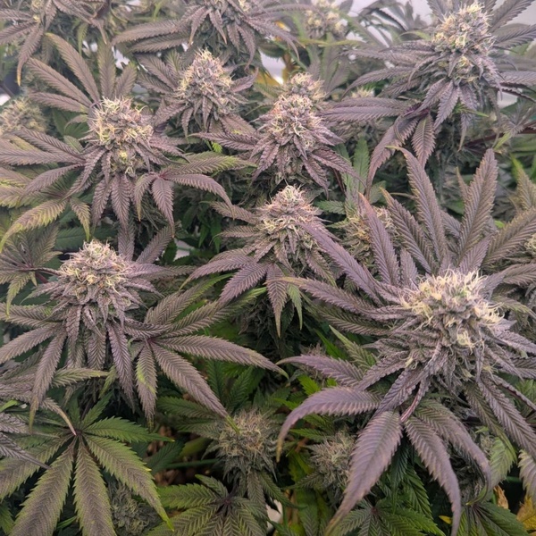 Biscotti Gelato (Fast Buds) Feminizada