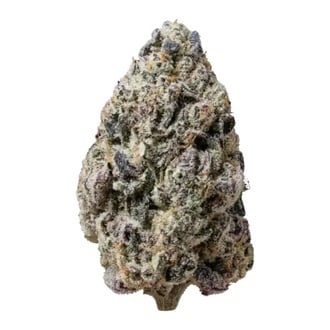 Biscotti Gelato (Fast Buds) Feminizada