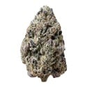 Biscotti Gelato (Fast Buds) Feminizada