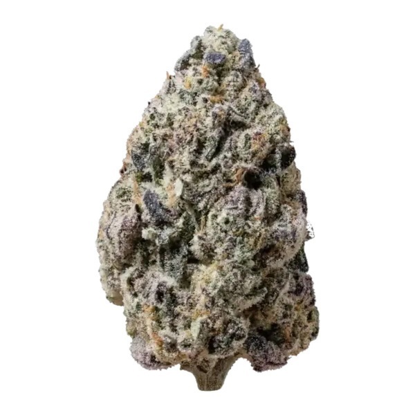 Biscotti Gelato (Fast Buds) Feminizada