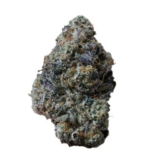 Gary Sherbet (Fast Buds) Feminizada