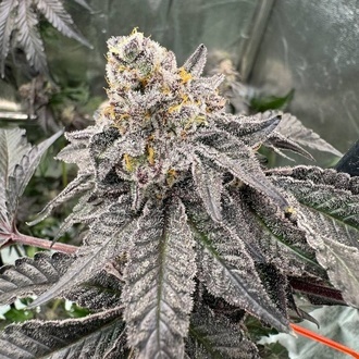 Gary Sherbet (Fast Buds) Feminizada