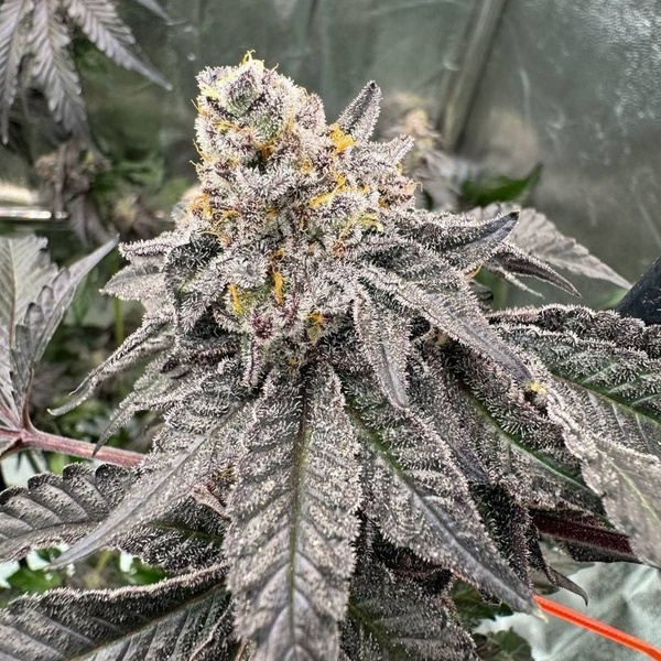Gary Sherbet (Fast Buds) Feminizada