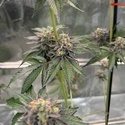 Gary Sherbet (Fast Buds) Feminizada