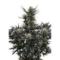 Guava Auto RF3 (Fast Buds) Feminizada