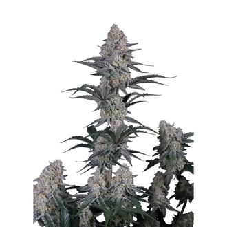 Guava Sundae Auto (Fast Buds) Feminizada